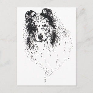 Rough Blue Merle Collie Postkarte