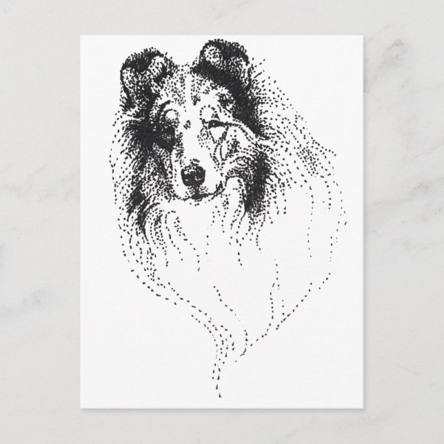 Rough Blue Merle Collie Postkarte (Vorderseite)