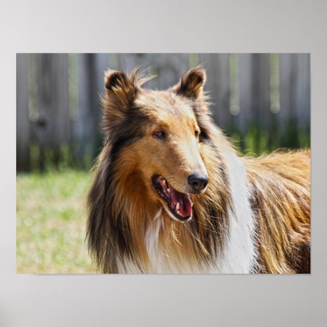 Rough Coat Tricolor Collie Dog Poster (Vorne)