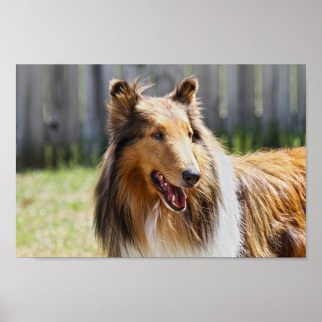 Rough Coat Tricolor Collie Dog Poster (Vorne)