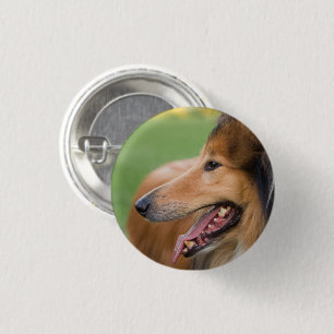 Rough Collie Face Button