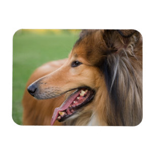 Rough Collie Face Magnet