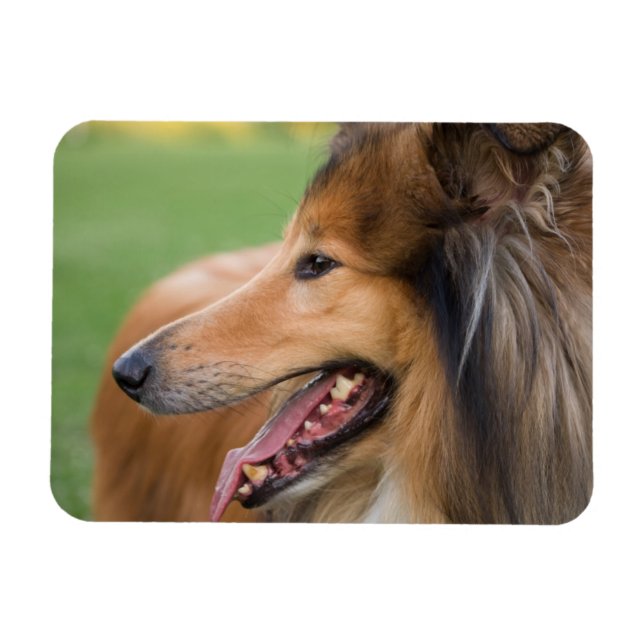 Rough Collie Face Magnet (Horizontal)