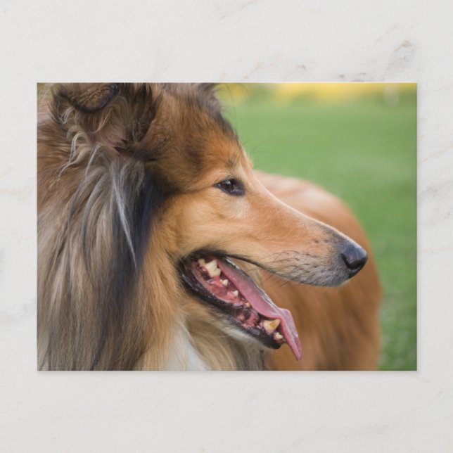 Rough Collie Face Postkarte (Vorderseite)