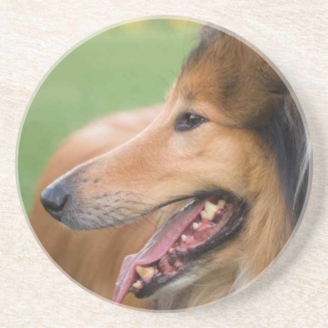 Rough Collie Face Sandstein Untersetzer (Vorne)