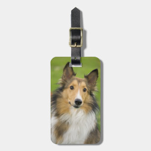Rough Collie, Hund Gepäckanhänger