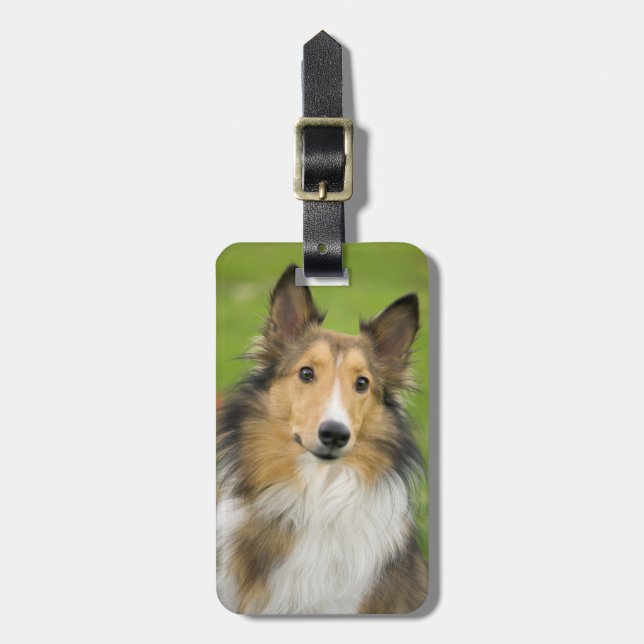 Rough Collie, Hund Gepäckanhänger (Vorderseite vertikal)