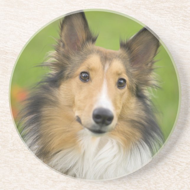 Rough Collie, Hund Getränkeuntersetzer (Vorne)