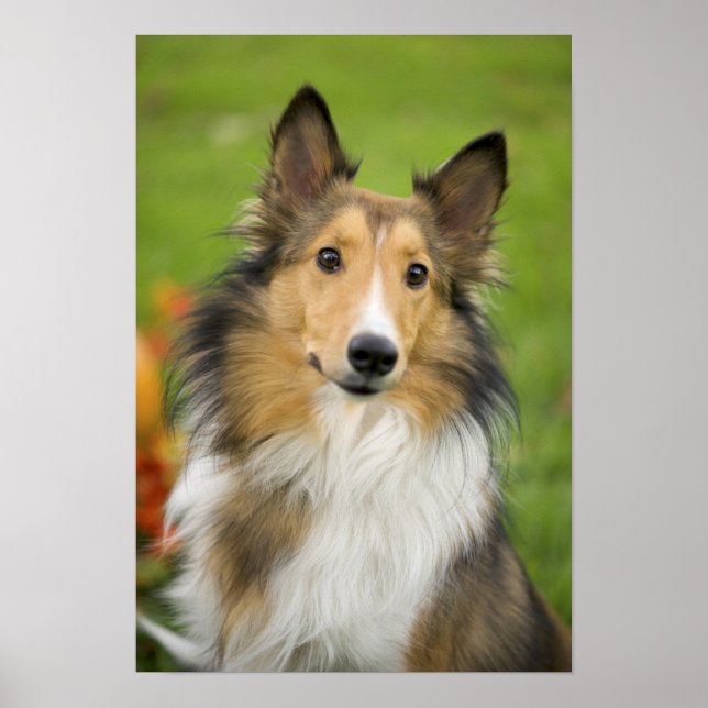 Rough Collie, Hund Poster (Vorne)