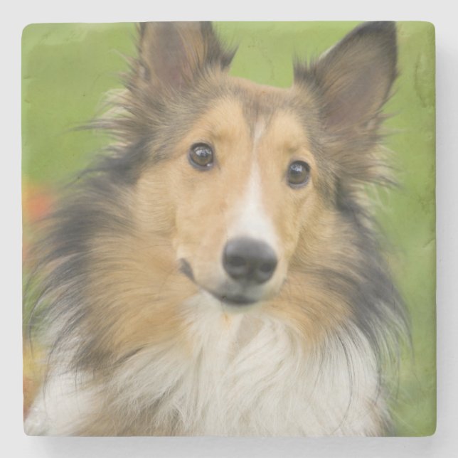 Rough Collie, Hund Steinuntersetzer (Vorderseite)