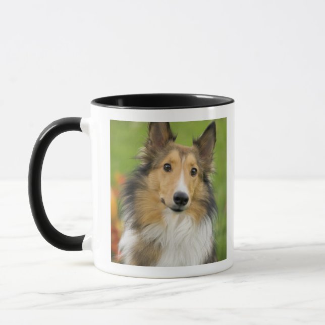 Rough Collie, Hund Tasse (Links)