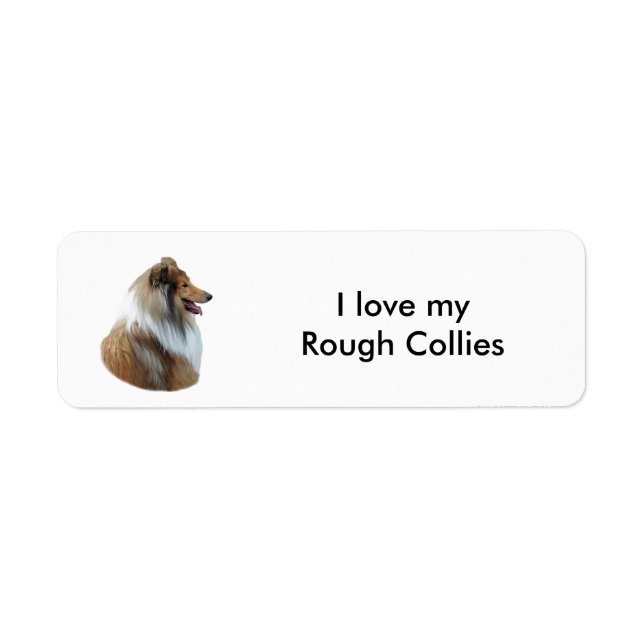 Rough Collie Hundeportrait Foto (Vorne)