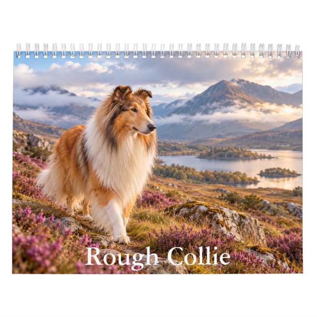 Rough Collie-Kalender Kalender (Titelbild)