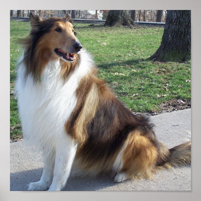 Rough Collie Poster (Vorne)