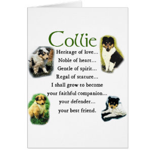 Rough Collie Puppies Art-Geschenke