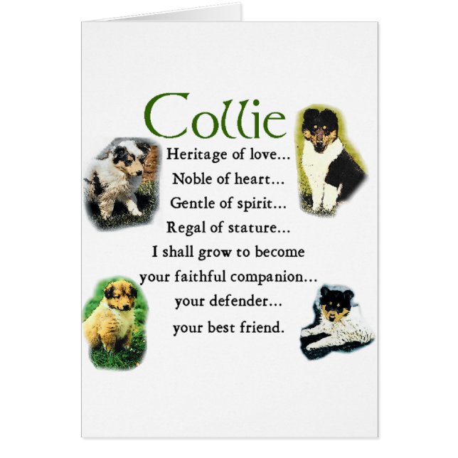 Rough Collie Puppies Art-Geschenke (Vorne)