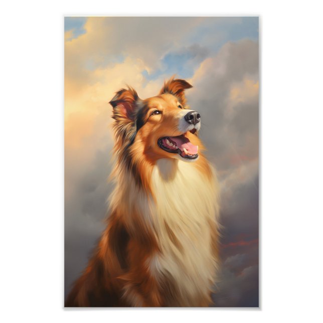 Rough collie / Scottish collie Fotodruck (Vorne)