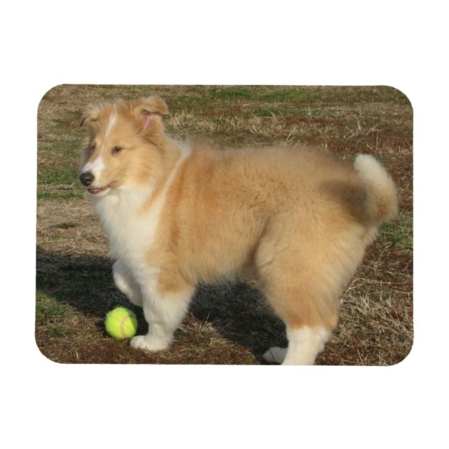Rough Collie Welpe mit Kugelmagnet Magnet (Horizontal)