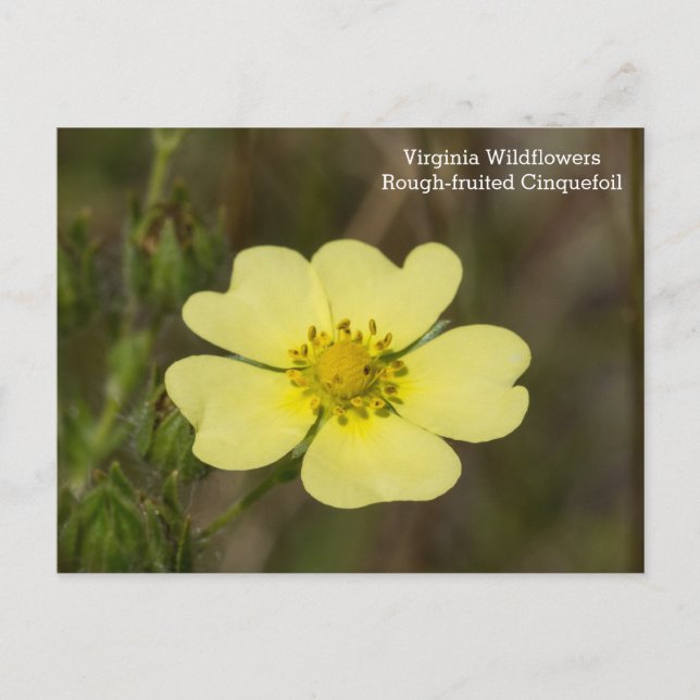 Rough fruited Cinquefoil VA Wildblume Postkarte (Vorderseite)