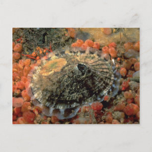 Rough keyhole limpet (Diodora aspera) Muschel Postkarte