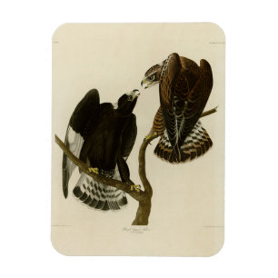 Rough-Leged Falcon - Audubons Vögel in Amerika Magnet