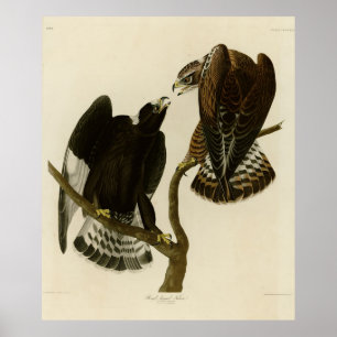 Rough-Leged Falcon - Audubons Vögel in Amerika Poster