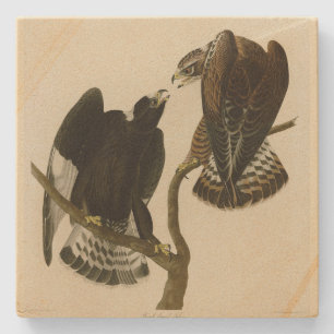 Rough-Leged Falcon - Audubons Vögel in Amerika Steinuntersetzer