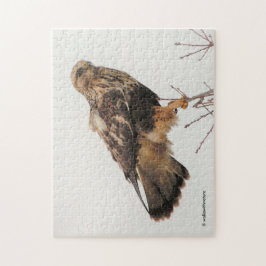 Rough-Legged Hawk im Baum
