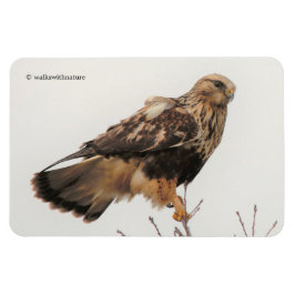 Rough-Legged Hawk im Baum Magnet