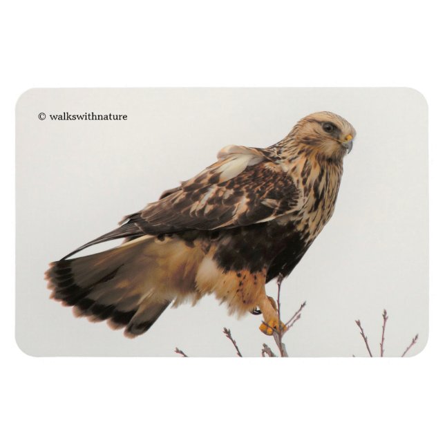 Rough-Legged Hawk im Baum Magnet (Horizontal)