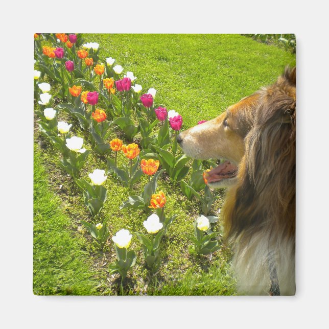 Rough Sable Collie Magnet (Vorne)