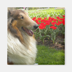 Rough Sable Collie Magnet
