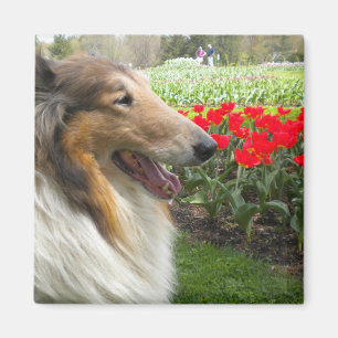 Rough Sable Collie n Tulip Magnet