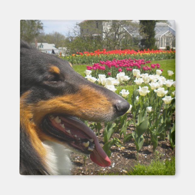 Rough Tri Collie n Tulips Magnet (Vorne)