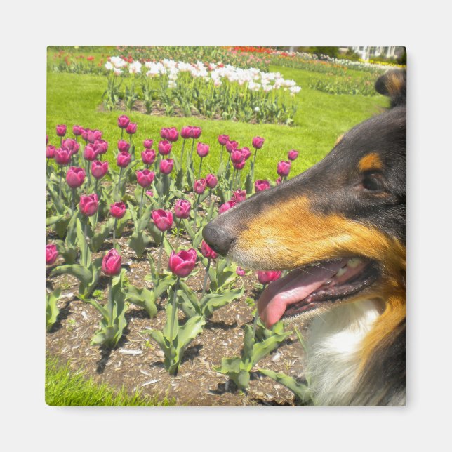 Rough Tri Collie n Tulips Magnet (Vorne)