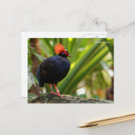 Roul-Roul-Holzpartridge Postkarte