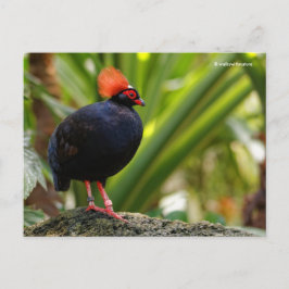Roul-Roul-Holzpartridge Postkarte