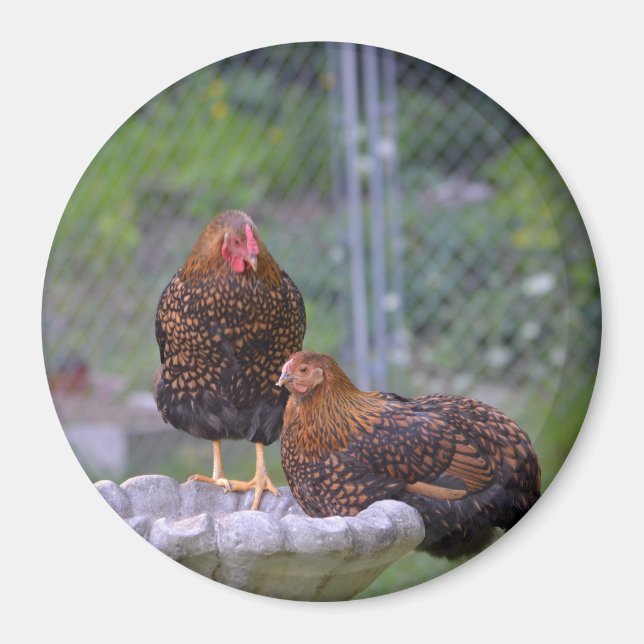 Round Chicken Magnet (Vorne)