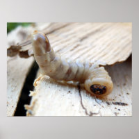 Round-Header-Borer-Poster