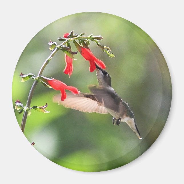 Round Hummingbird Magnet (Vorne)