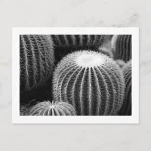Round Kacti Postkarte