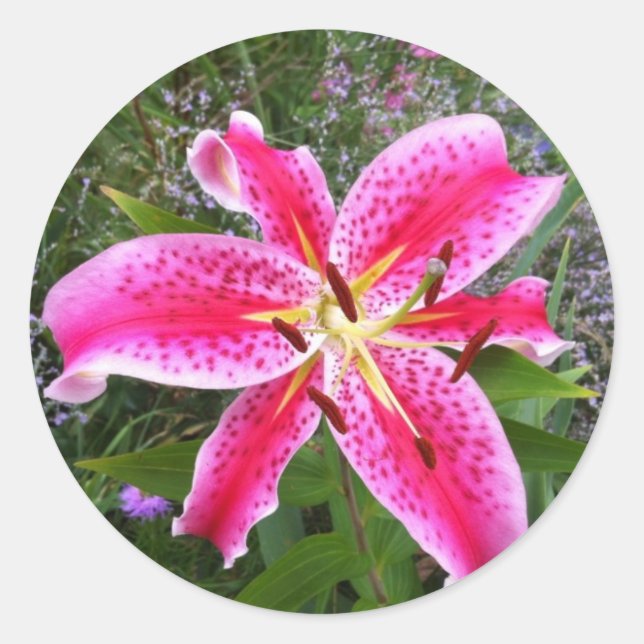 Round Stickers - Stargazer Lily (Vorderseite)