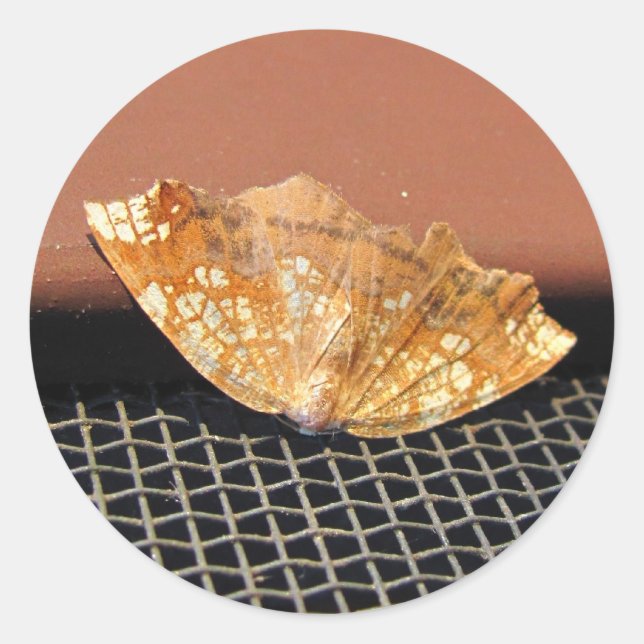 Rousty Moth ~ autocollant (Devant)