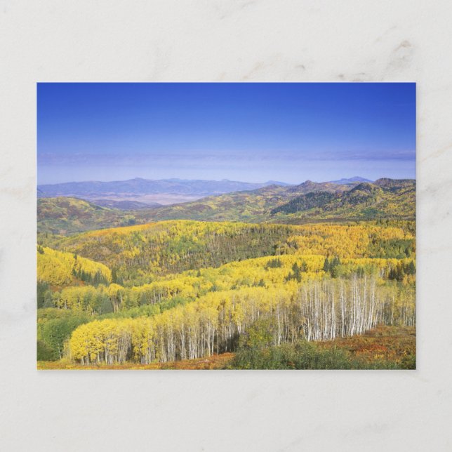 Routinewald im Herbst, in der Nähe Postkarte (Vorderseite)