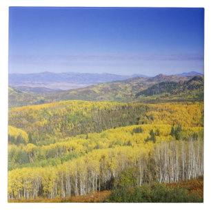 Routt National Forest in Herbstfarben, nahe Fliese