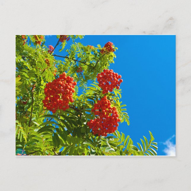 Rowan-Baum mit roten Beeren Postkarte (Vorderseite)