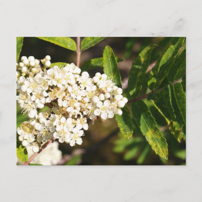 Rowan in Bloom Postkarte (Vorderseite)