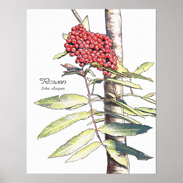 Rowan-Studie Poster (Vorne)