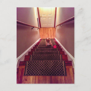 Rowdy Fox Ascending Postkarte