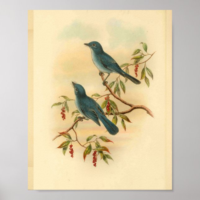 Rowley's Blue Flycatcher Bird Vintag Print Poster (Vorne)